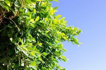 Bright green bush against the blue sky