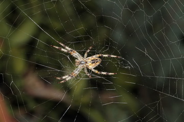 Spider preparing to eat his prey caught in his net