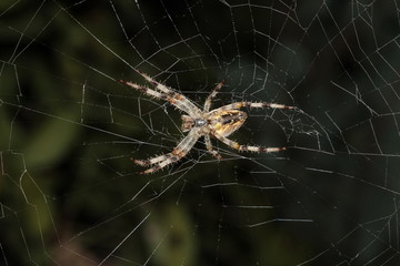 Spider preparing to eat his prey caught in his net