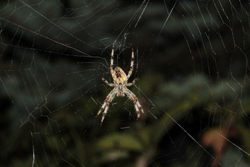 Spider preparing to eat his prey caught in his net