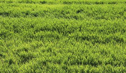 green wheat plants during ripening in the spring field