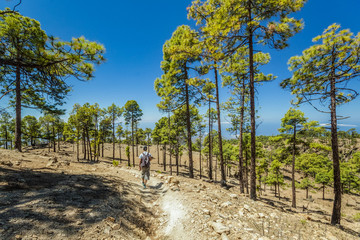 Stony path surrounded by pine trees at sunny day. Clear blue sky and some clouds along the horizon...