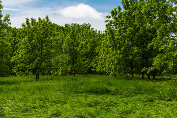 Trees and open grass field