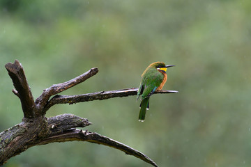 bee-eater on a branch