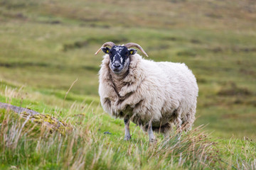 Animals can be seen anywhere in Scotland. The people care about their farm animals and raise them mostly for food.