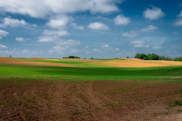 Rolling hills, farm field and dandelions in meadow