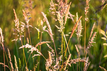 Fototapeta na wymiar Grass on meadow at the sunset
