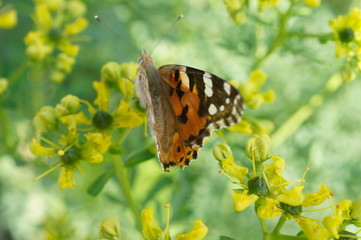Wissenschaftlich: Vanessa cardui (auch: Cynthia cardui); Türkisch: Diken Kelebeği; Englisch: Painted Lady Verwandtschaft: Familie Eigentliche Edelfalter (Fleckenfalter) (Nymphalidae (Nymphalinae)); Or