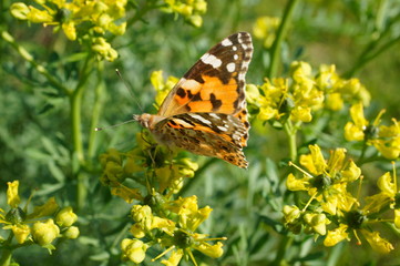 Wissenschaftlich: Vanessa cardui (auch: Cynthia cardui); Türkisch: Diken Kelebeği; Englisch:...