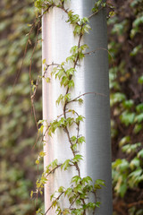 vine on a pole