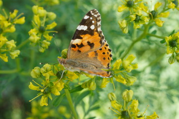 Wissenschaftlich: Vanessa cardui (auch: Cynthia cardui); Türkisch: Diken Kelebeği; Englisch: Painted Lady Verwandtschaft: Familie Eigentliche Edelfalter (Fleckenfalter) (Nymphalidae (Nymphalinae)); Or