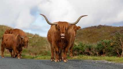 Animals can be seen anywhere in Scotland. The people care about their farm animals and raise them mostly for food.