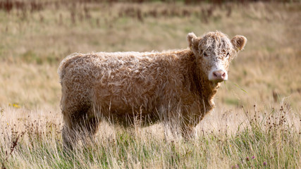 Obraz premium Animals can be seen anywhere in Scotland. The people care about their farm animals and raise them mostly for food.