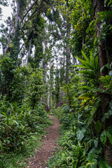  Syndicate Nature Trail Views around the caribbean island of Dominica West indies