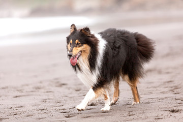 Obraz na płótnie Canvas Perro Collie caminando por la arena de la playa