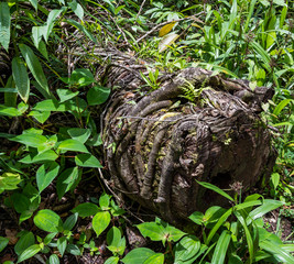  Syndicate Nature Trail Views around the caribbean island of Dominica West indies