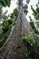  Syndicate Nature Trail Views around the caribbean island of Dominica West indies