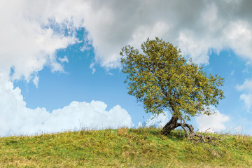 deciduous tree on the grassy hill. spruce forest in the distance. early autumn sunny weather, beautiful sky with dynamic clouds