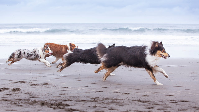 Grupo de perros corriendo por la playa