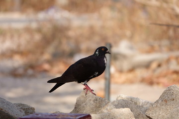 Black pigeon on a rock