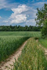 Fototapeta na wymiar green rye field against the blue sky