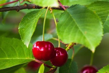 Red organic cherries on a branch of cherry tree