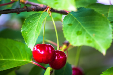 Red organic cherries on a branch of cherry tree