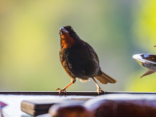  Bird Views around the caribbean island of Dominica West indies