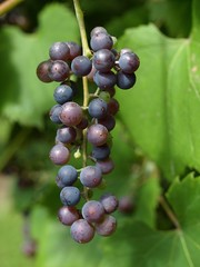 Macro of blue ripe wine grapes hanging