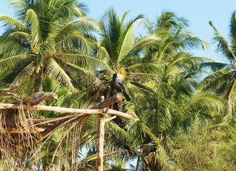 Green palm tree on tropical island Sri Lanka in summer.