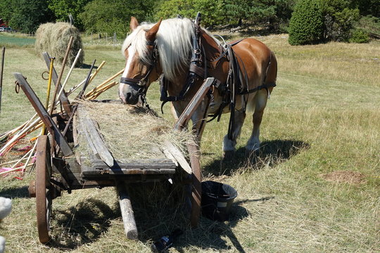 Pferd in Schweden
