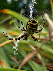 closeup of a ywllow striped wasp spider in its spider net