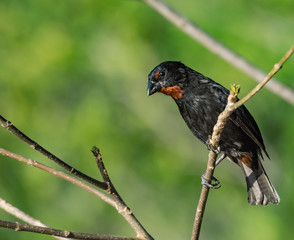  Bird Views around the caribbean island of Dominica West indies