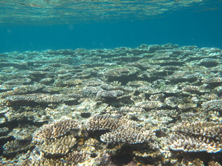 Okinawa,Japan-May 31, 2019: Coral Reef near Barasu island north of Iriomote island, Okinawa