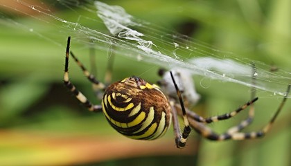 closeup of a yellow striped wasp spider in its spider net