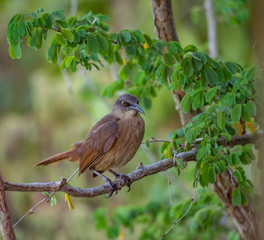  Bird Views around the caribbean island of Dominica West indies