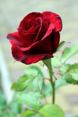 red rose