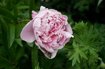 rosa Pfingstrosen