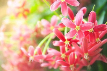 Fototapeta na wymiar Blooming Rangoon creeper flowers in summer.