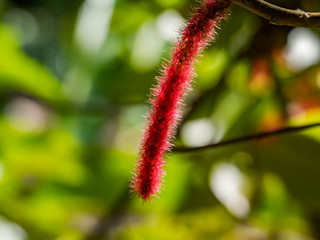  Views around the caribbean island of Dominica West indies