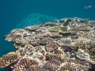 Okinawa,Japan-May 31, 2019: Coral Reef near Barasu island north of Iriomote island, Okinawa