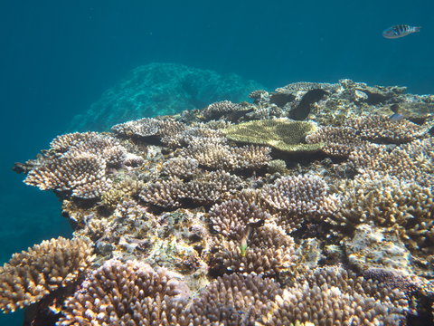 Okinawa,Japan-May 31, 2019: Coral Reef near Barasu island north of Iriomote island, Okinawa