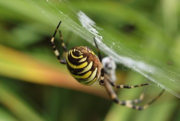 closeup of a yellow striped wasp spider in its spider net