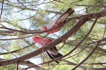 beautiful, cute pink parrots sitting in tree, Australia, Outback, West coast