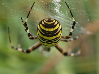 closeup of a yellow striped wasp spider in its spider net
