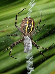 closeup of a yellow striped wasp spider in its spider net