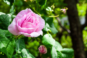 Rosa Centifolia (Rose des Peintres) flower closeup