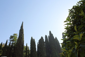 Garden in Alhambra Palace in Granada, Spain