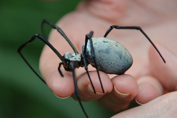 Orb Weaver on hand