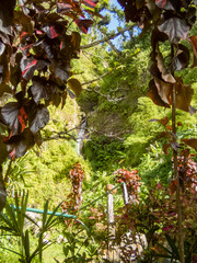  Hot sulpher Spring - Views around the caribbean island of Dominica West indies